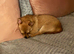 Loving Pomchi