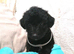 7 Beautiful Jackapoo puppies