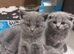 Beautiful Scottish fold kittens