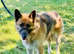 Female German shepherd in Luton