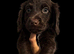 Dachshunds cross collie dog for rehoming