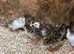 Guinea fowl keets