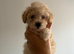 Beautiful toy poodle puppies! Edinburgh