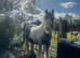 Splash the Chunky cob ridden