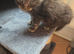 TICA REGISTERED STUNNING KITTENS
