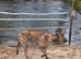 deerhound x grey hound