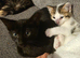 2x kittens