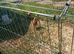 Chickens