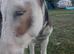 3 beautiful donkeys mum baby and gelding