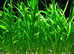 Vallisneria spiralis, Vallisneria 'Tiger' 40-50cm, Vallisneria Nana. Fast delivery within mainland UK.