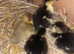 Muscovy