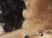 Rare black f1b Goldendoodles