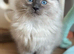 RAGDOLL KITTENS READY NOW