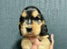 KC reg show type Cocker Spaniel Puppies from DNA tested parents