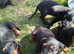 Dachund x toy poodle