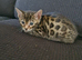 Bengal kittens