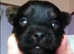 Carkie puppy wanted for loving  home
