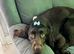 Sprocker spaniel