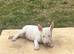 English bull terrier pup