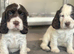 Beautiful full show cocker spaniels
