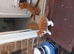 4 very beautiful,  cute adorable kittens for sale
