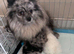 Polish x Russian teddybear Pomeranians