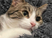 2 FEMALE CATS LOOKING FOR HOME