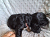 3 stunning kc registered puppies left