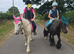 Gorgeous friendly cob Gelding