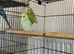 budgie for young