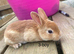 ️ Gorgeous mini Rex ️