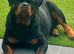 KC REG ROTTWEILER PUPPIES
