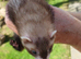 GENUINE MICRO FERRETS