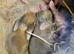 Lion head x french lop