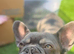 French bulldog, neutered