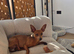 1 Tan Colour Miniature Pinscher