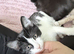 I have 4 beautiful kittens mum is a Calico and dad is a Maine coon