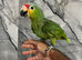 Baby Hand-Rearing Super Tame Cuddly Red Lord Amazon Parrot