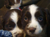 Beautiful English springer spaniels