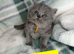 Beautiful British shorthairs