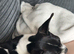 Dapple female puppy 6 months old.