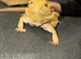(Unknown male/female)