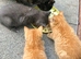 Ginger female kitten