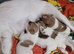 Jack russel pups 2 boys 2 girls