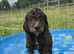 Adorable cockapoo boys available to be viewed