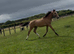 Handsome Buckskin gelding
