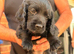 Cocker puppies ready on 12th August