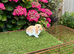Pure bred mini lop baby rabbit.