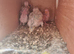 2026 budgies