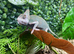 Female High Pied Yemen Chameleons at Birmingham Reptiles